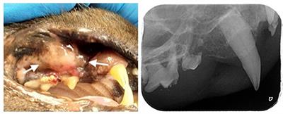 A case report of leishmaniosis with primary oral manifestation in a cat